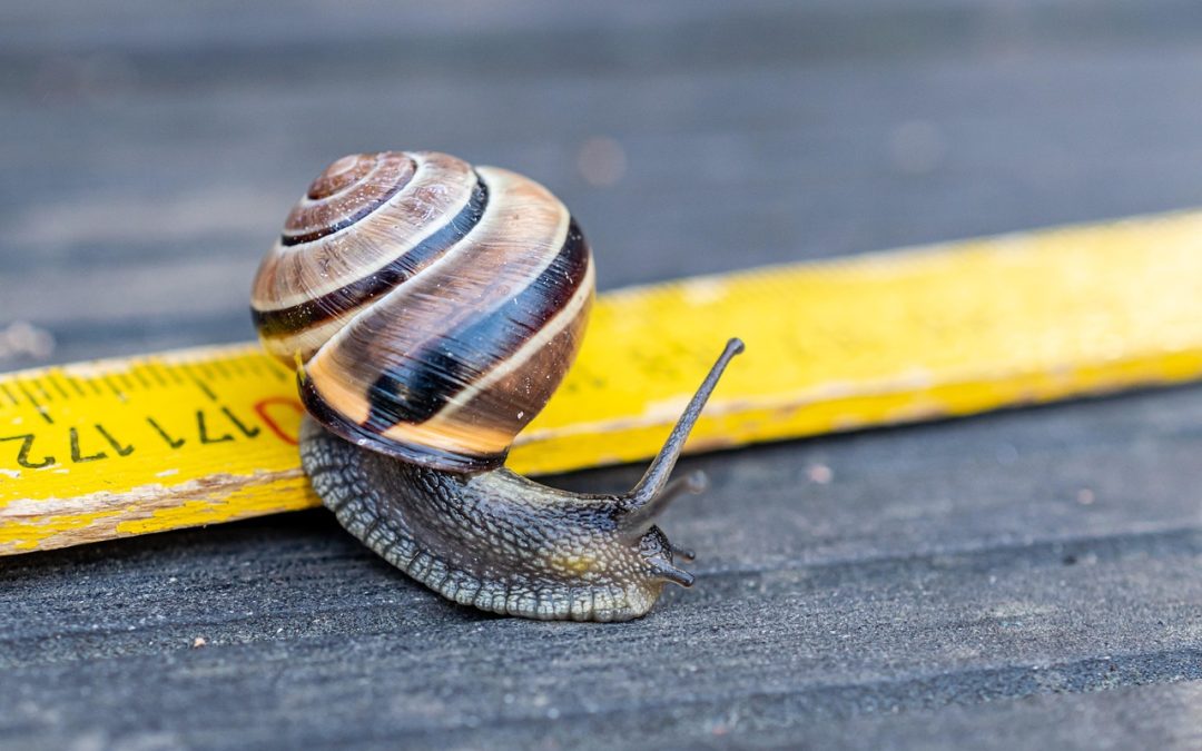 Escargot qui avance sur une règle à mesurer