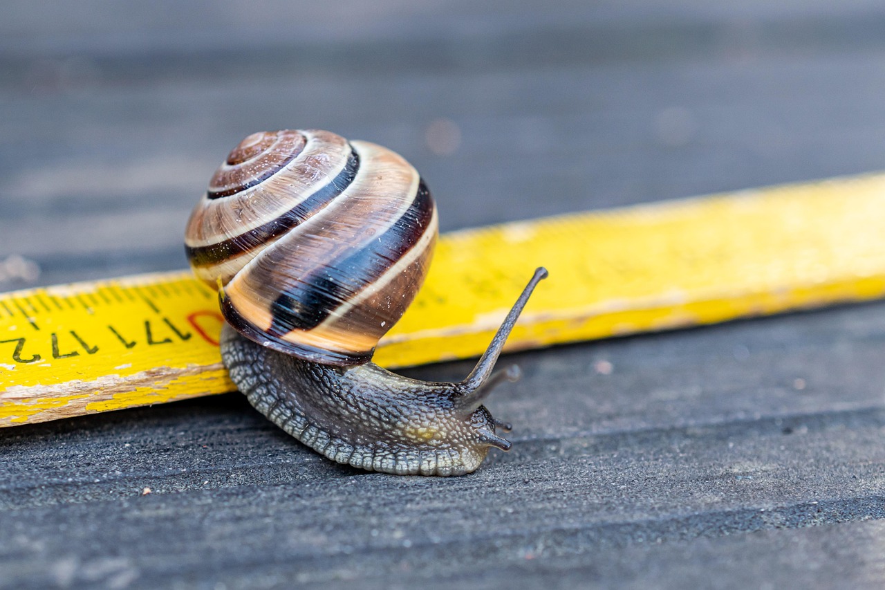 Escargot qui avance sur une règle à mesurer